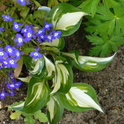 Location: Nora's Garden - Castlegar, B.C.
Date: 2016-05-17
 3:08 pm. Flirting with the Lobelia. Notice the playful tipping a