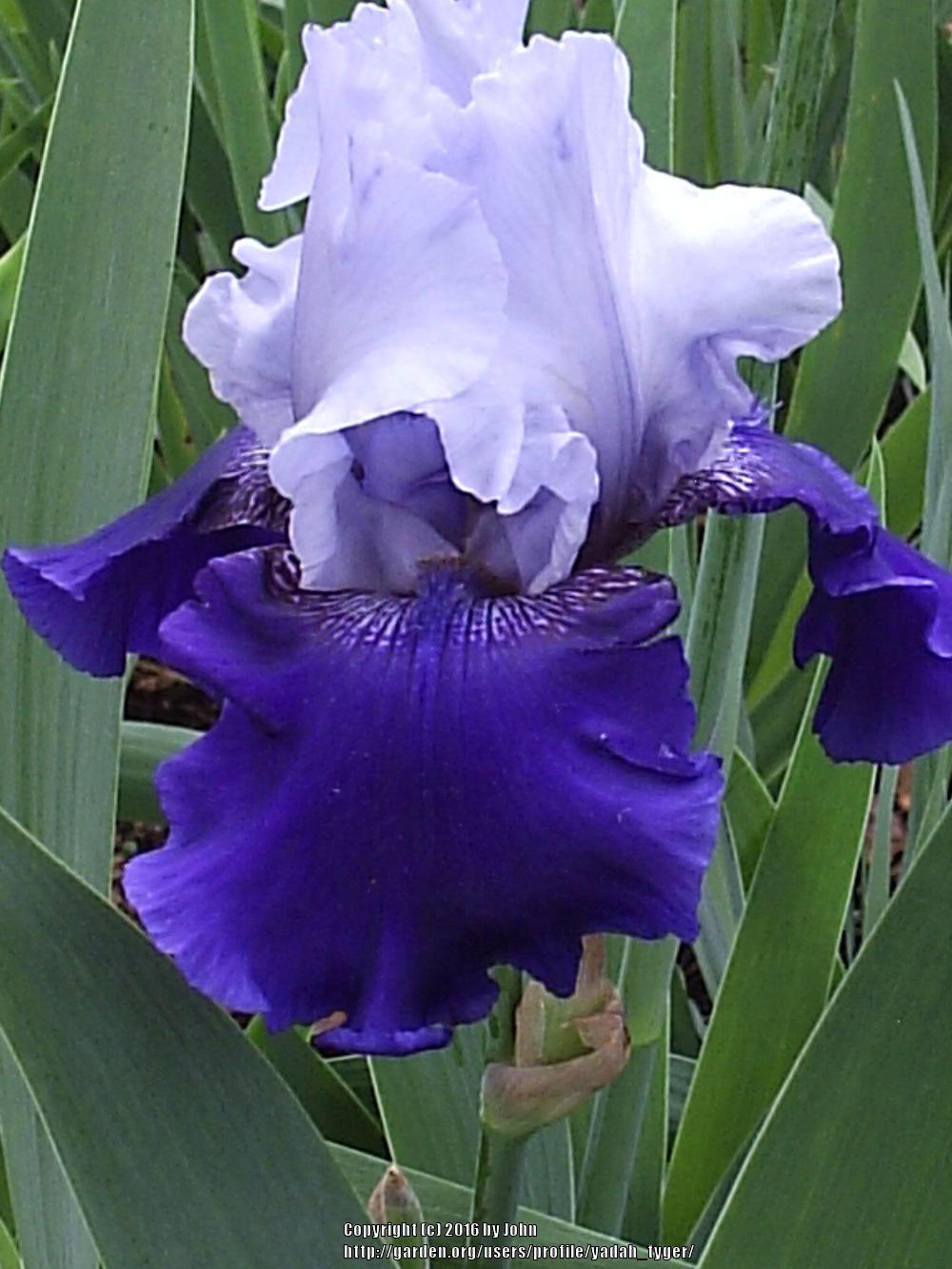 Photo of Tall Bearded Iris (Iris 'Best Bet') uploaded by yadah_tyger