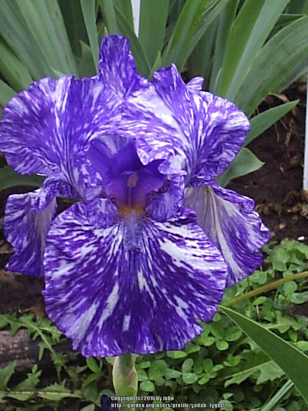 Photo of Border Bearded Iris (Iris 'Batik') uploaded by yadah_tyger