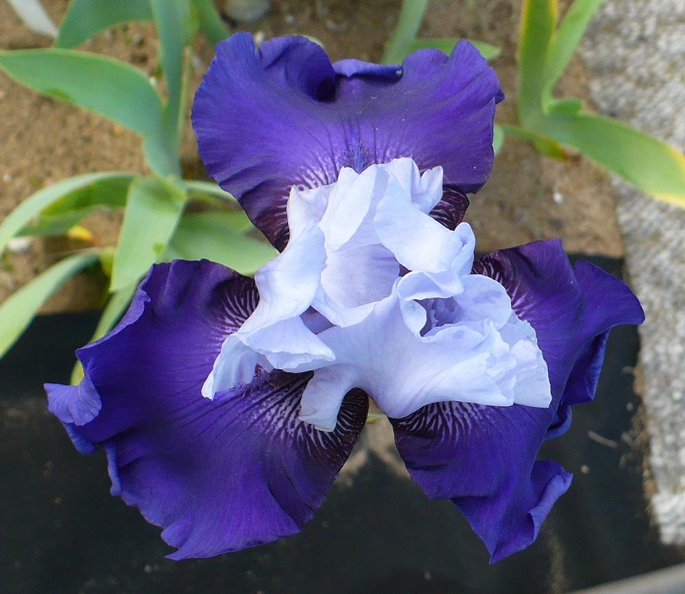 Photo of Tall Bearded Iris (Iris 'Best Bet') uploaded by HemNorth