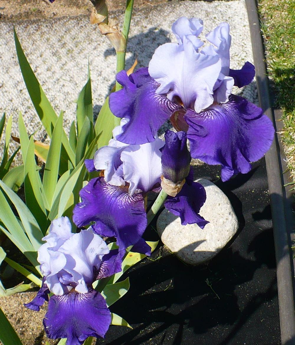 Photo of Tall Bearded Iris (Iris 'Best Bet') uploaded by HemNorth