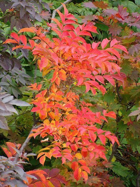 Photo of Chinese Lacquer Tree (Toxicodendron vernicifluum) uploaded by robertduval14