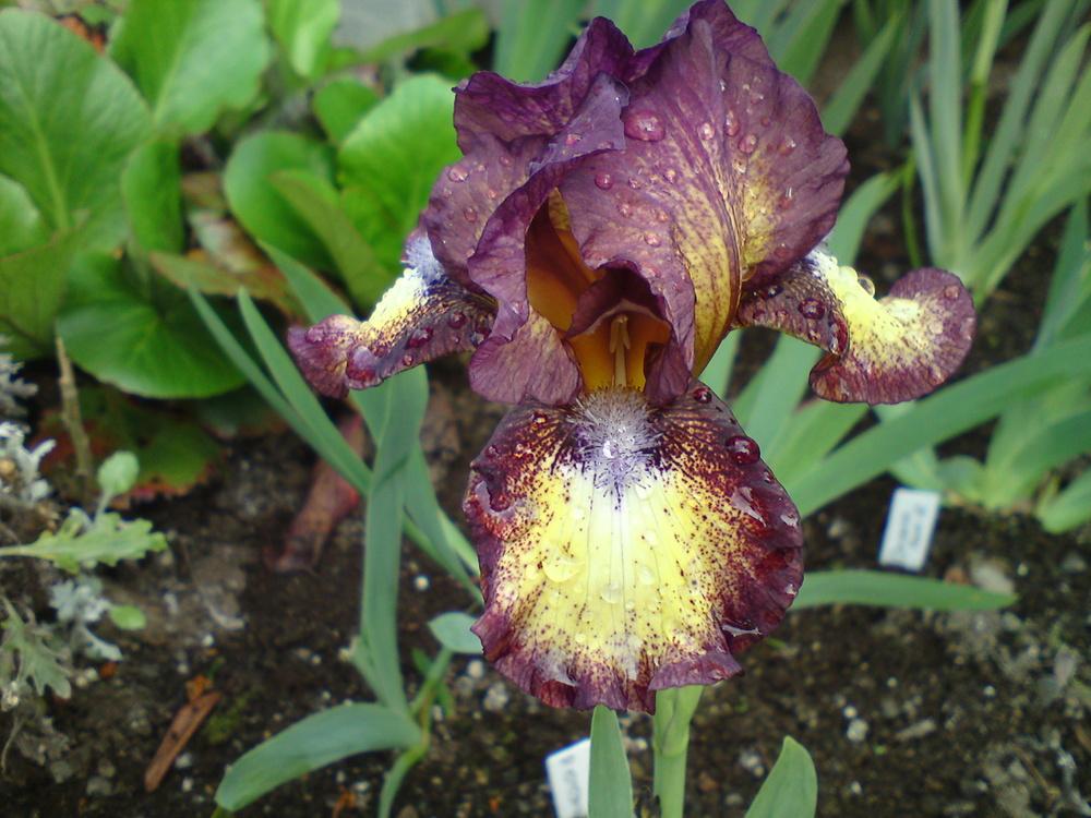 Photo of Intermediate Bearded Iris (Iris 'Hot Fudge') uploaded by LynDC