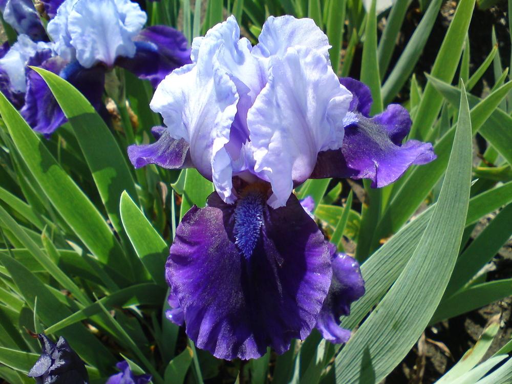 Photo of Intermediate Bearded Iris (Iris 'Hellcat') uploaded by LynDC