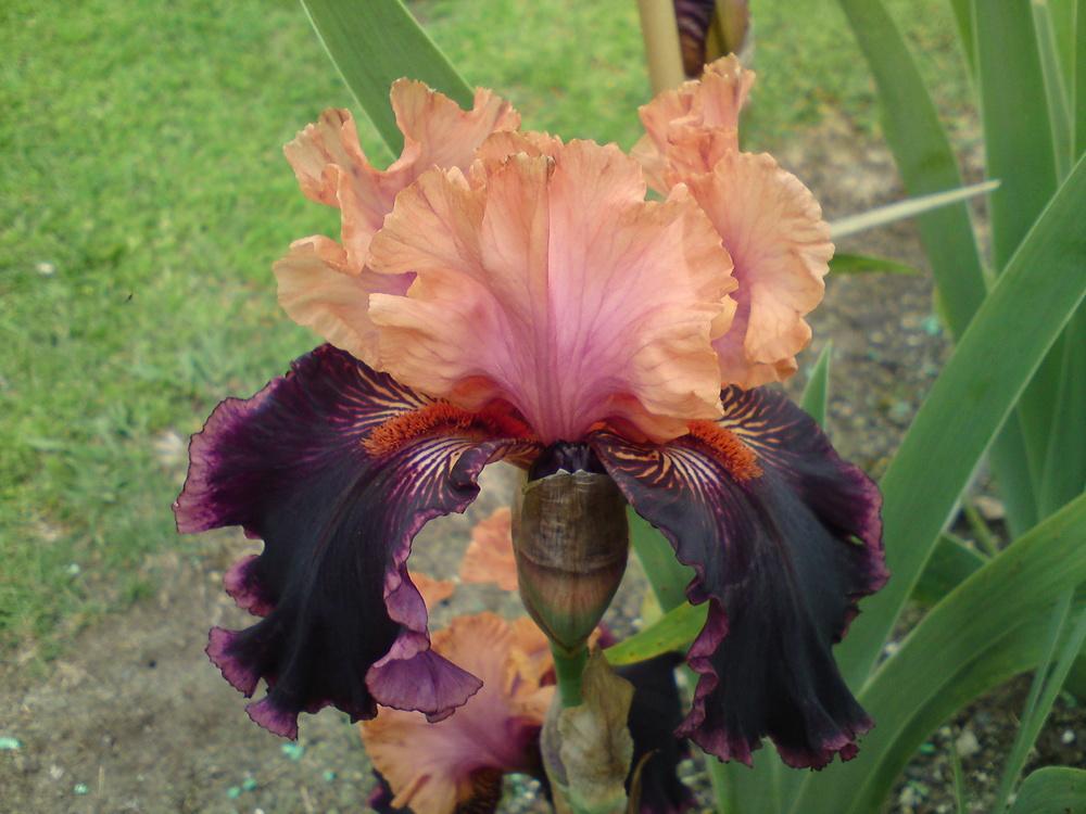 Photo of Border Bearded Iris (Iris 'Sopra il Vulcano') uploaded by LynDC