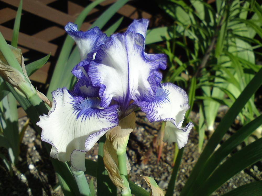 Photo of Border Bearded Iris (Iris 'Orinoco Flow') uploaded by LynDC