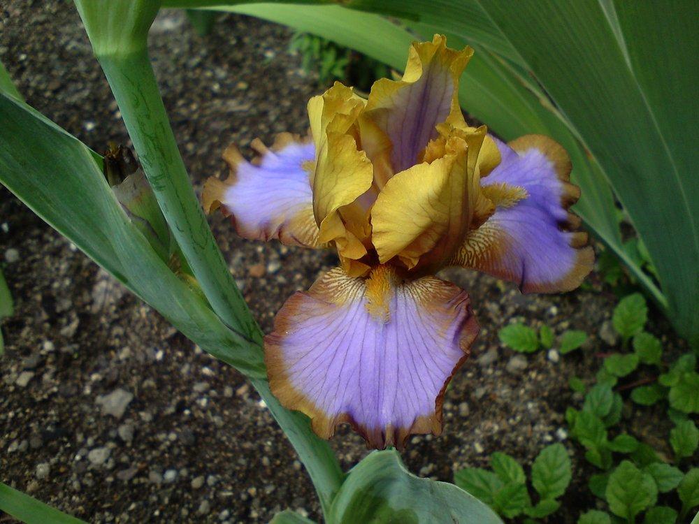 Photo of Border Bearded Iris (Iris 'Brown Lasso') uploaded by LynDC