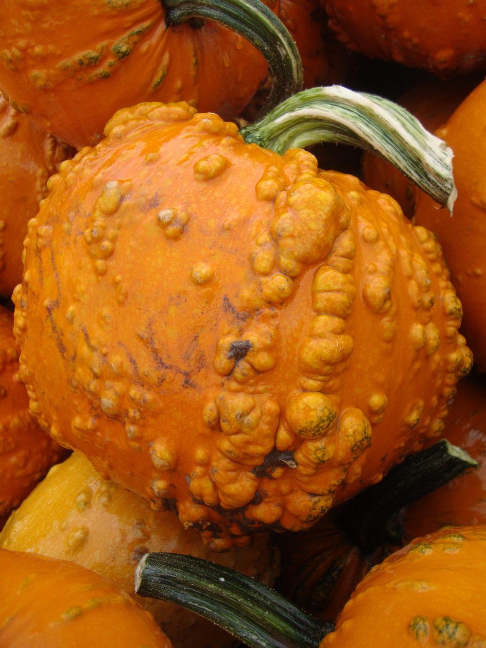 Photo of Pumpkin (Cucurbita pepo 'Goosebumps') uploaded by Paul2032