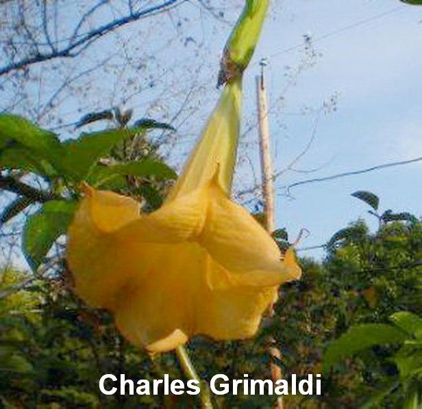Photo of Angel Trumpet (Brugmansia 'Charles Grimaldi') uploaded by payton1