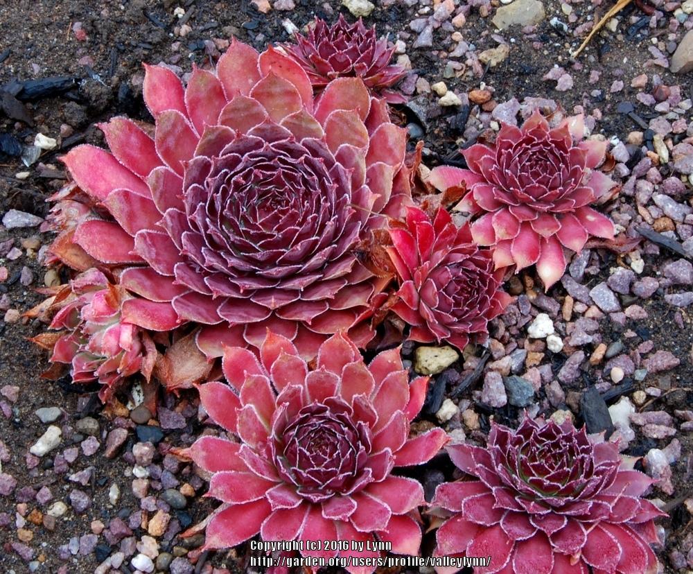 Photo of Hen and Chicks (Sempervivum 'Lord Morton') uploaded by valleylynn