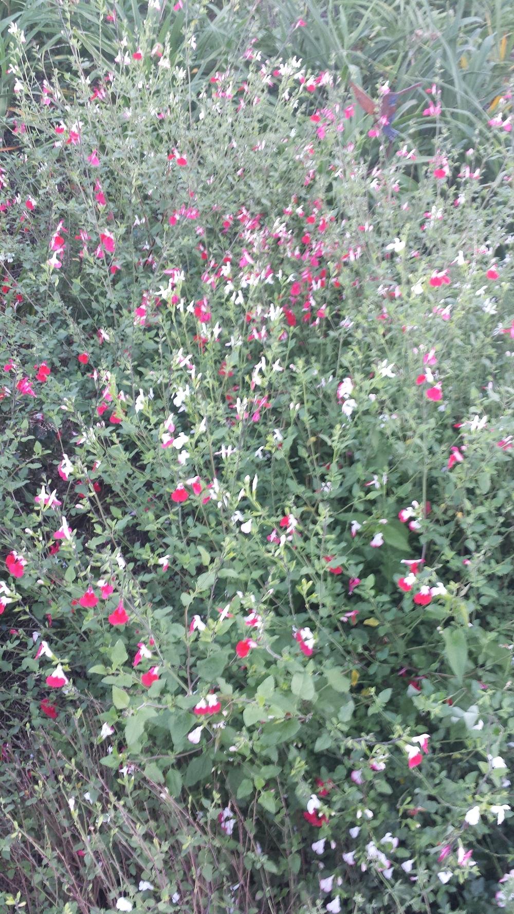 Photo of Blackcurrant Sage (Salvia microphylla 'Hot Lips') uploaded by TomThumb
