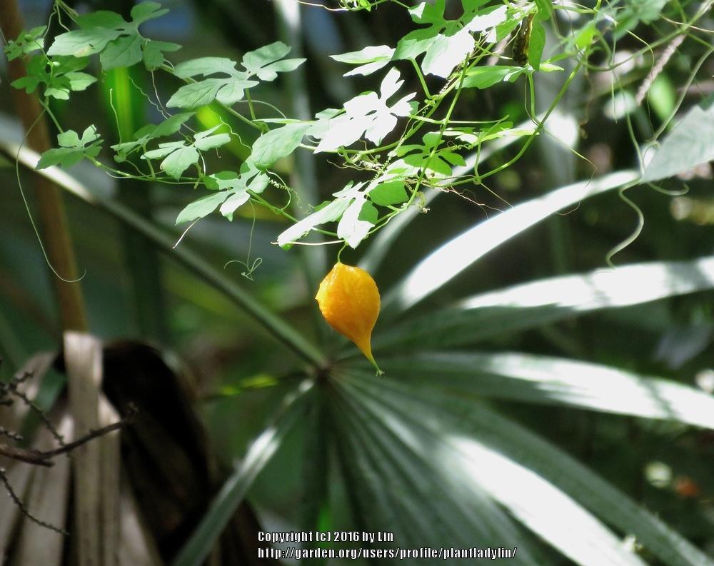 Photo of Bitter Gourd (Momordica charantia) uploaded by plantladylin