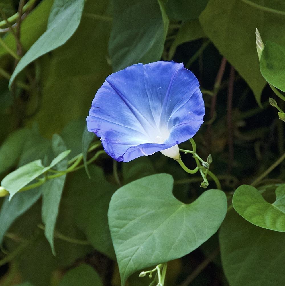 Photo of Morning Glory (Ipomoea tricolor 'Heavenly Blue') uploaded by Fleur569