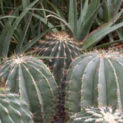 
Date: 2016-10-03
Glaucous Barrel Cactus