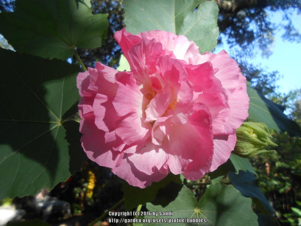 Photo of Confederate Rose (Hibiscus mutabilis) uploaded by Bubbles