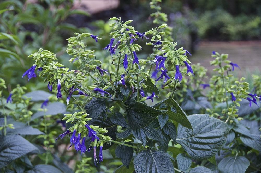 Photo of Mexican Sage (Salvia mexicana 'Limelight') uploaded by Fleur569