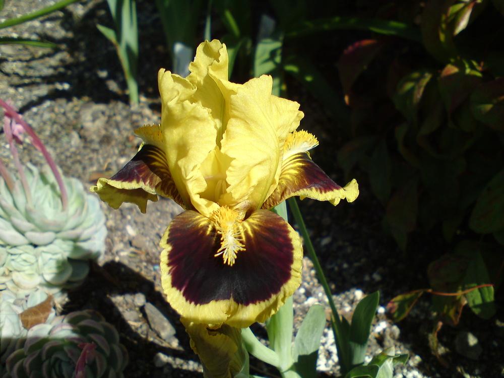 Photo of Standard Dwarf Bearded Iris (Iris 'Ultimate') uploaded by LynDC