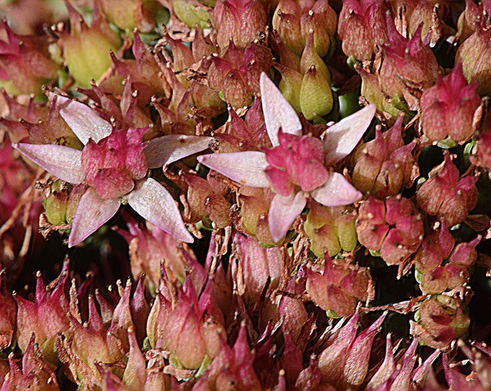 Photo of Stonecrop (Hylotelephium spectabile 'Autumn Fire') uploaded by marsrover