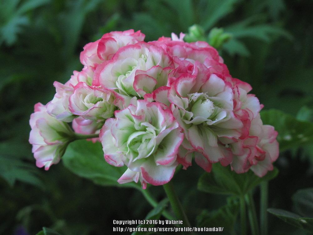 Photo of Zonal Geranium (Pelargonium x hortorum 'Appleblossom Rosebud') uploaded by bootandall