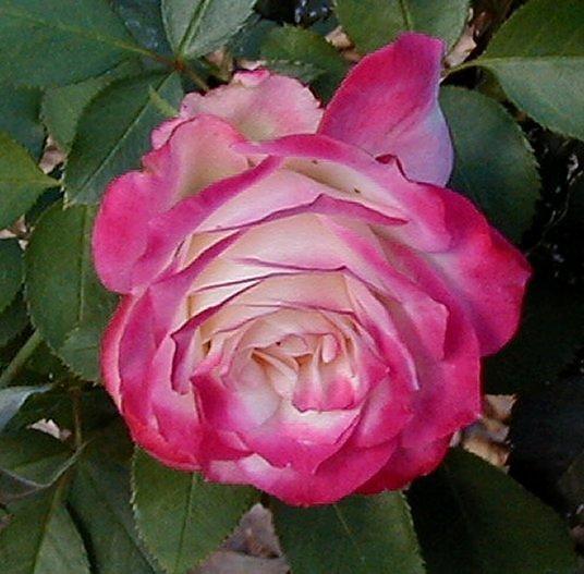 Photo of Rose (Rosa 'Cherry Parfait') uploaded by RoseBlush1