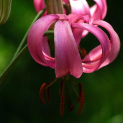 Location: Norfolk, VA
Date: 2005-05-26
Lily (Lilium martagon)