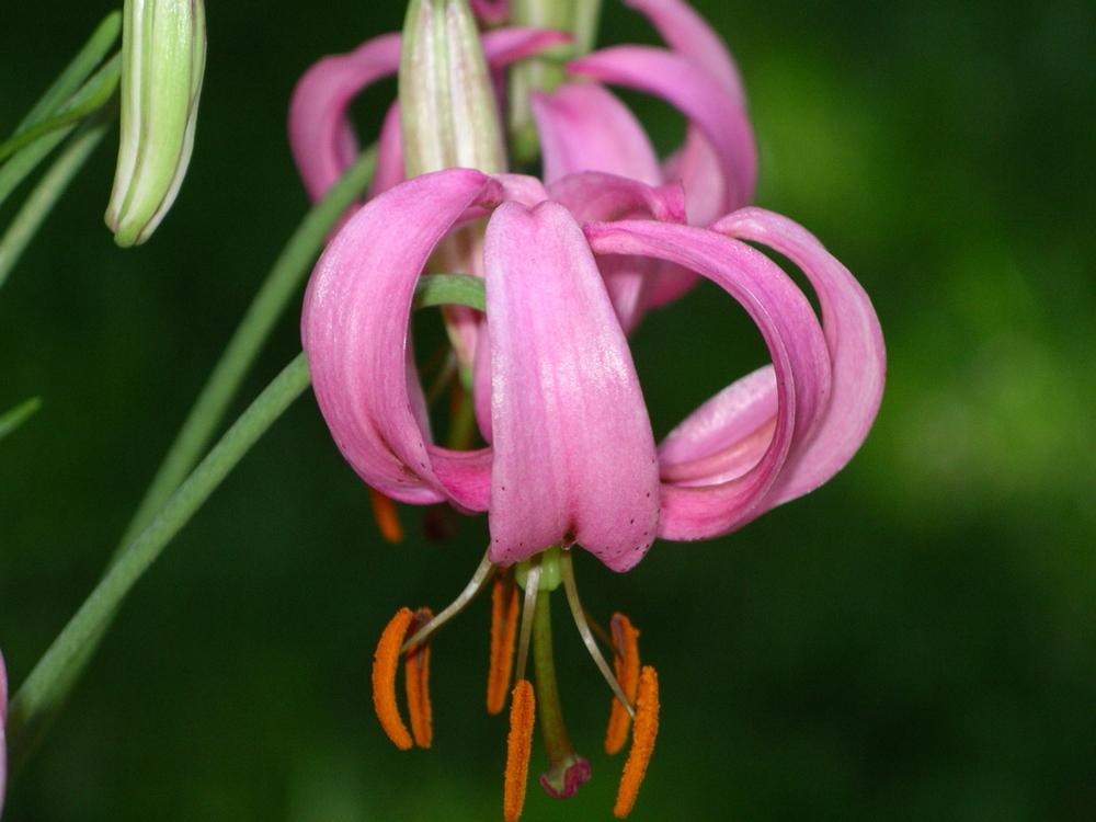Photo of Martagon Lily (Lilium martagon) uploaded by delicatustraba