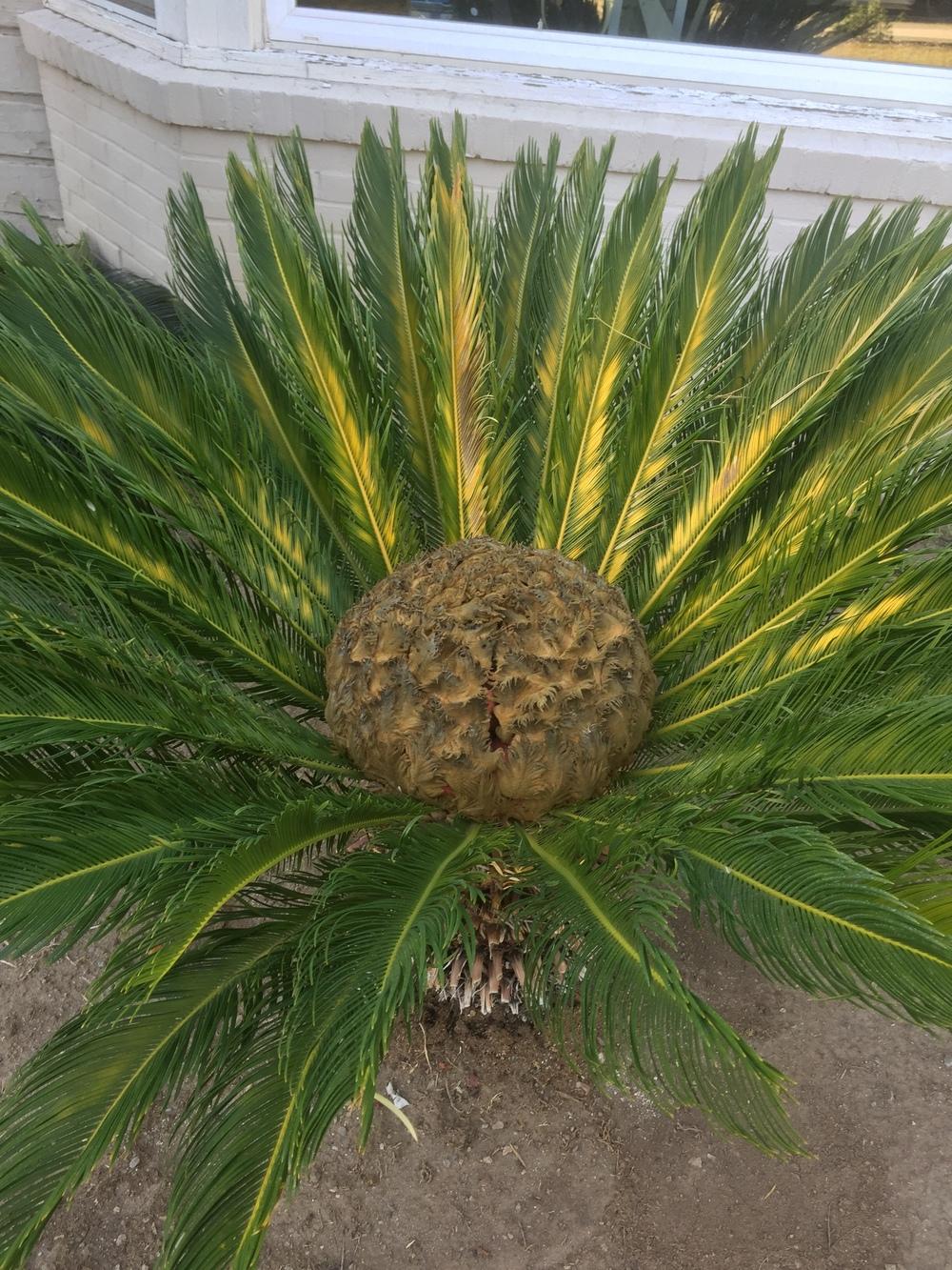 Photo of Sago Palm (Cycas revoluta) uploaded by Englishgardener