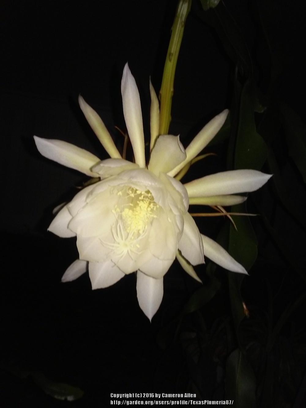 Photo of Queen of the Night (Epiphyllum oxypetalum) uploaded by TexasPlumeria87