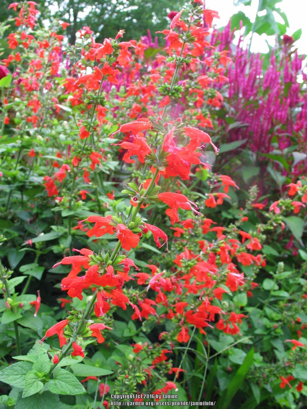 Photo of Scarlet Sage (Salvia coccinea 'Lady in Red') uploaded by janinilulu