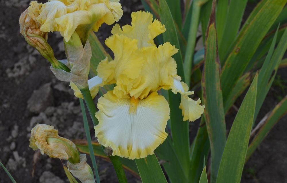 Photo of Tall Bearded Iris (Iris 'Bequest') uploaded by KentPfeiffer