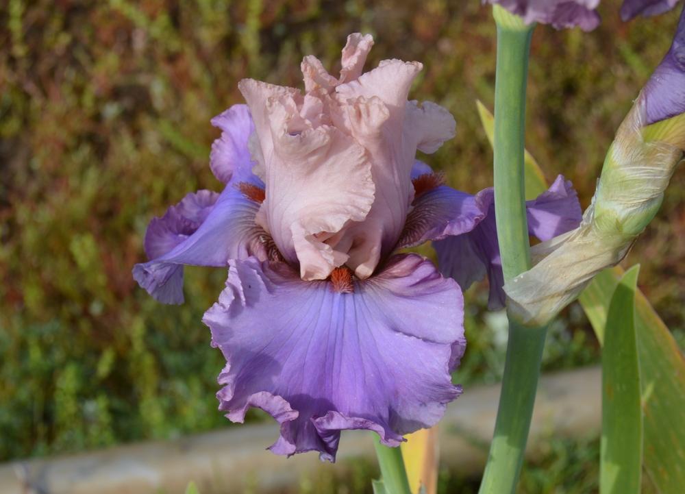 Photo of Tall Bearded Iris (Iris 'Ballerina Queen') uploaded by KentPfeiffer