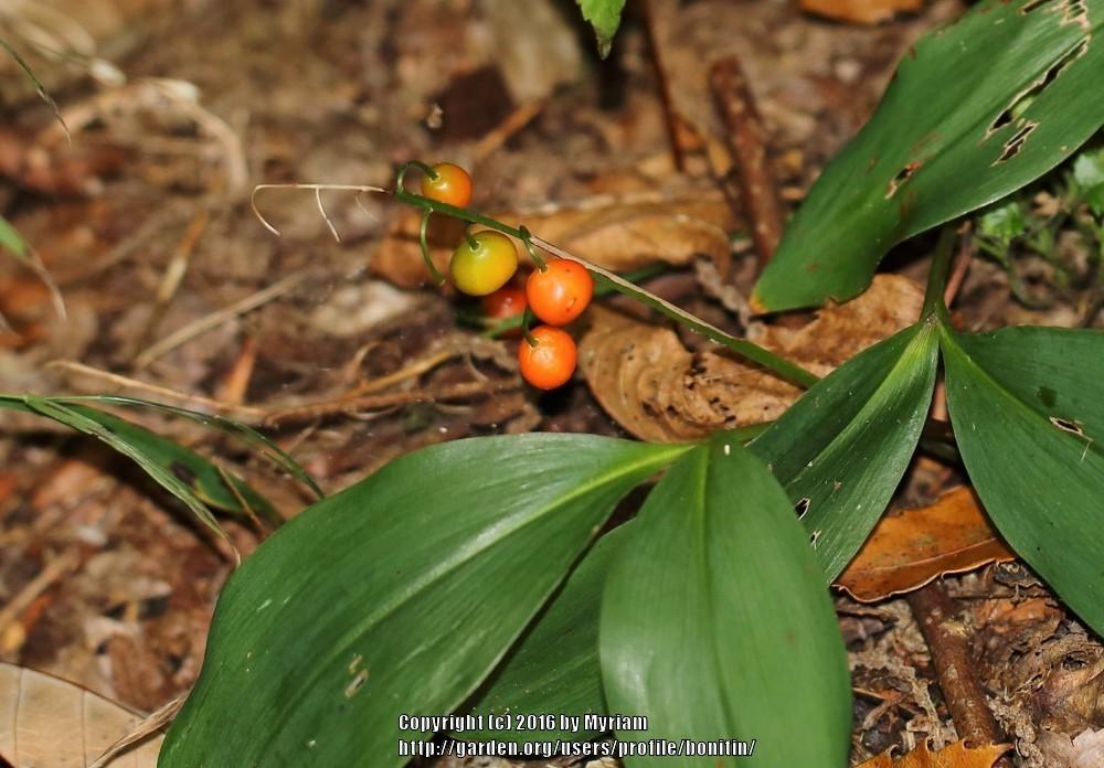 Photo of Lily Of The Valley (Convallaria majalis) uploaded by bonitin