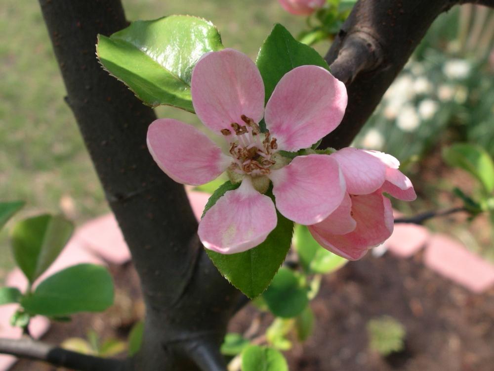 Photo of Chinese Quince (Pseudocydonia sinensis) uploaded by delicatustraba