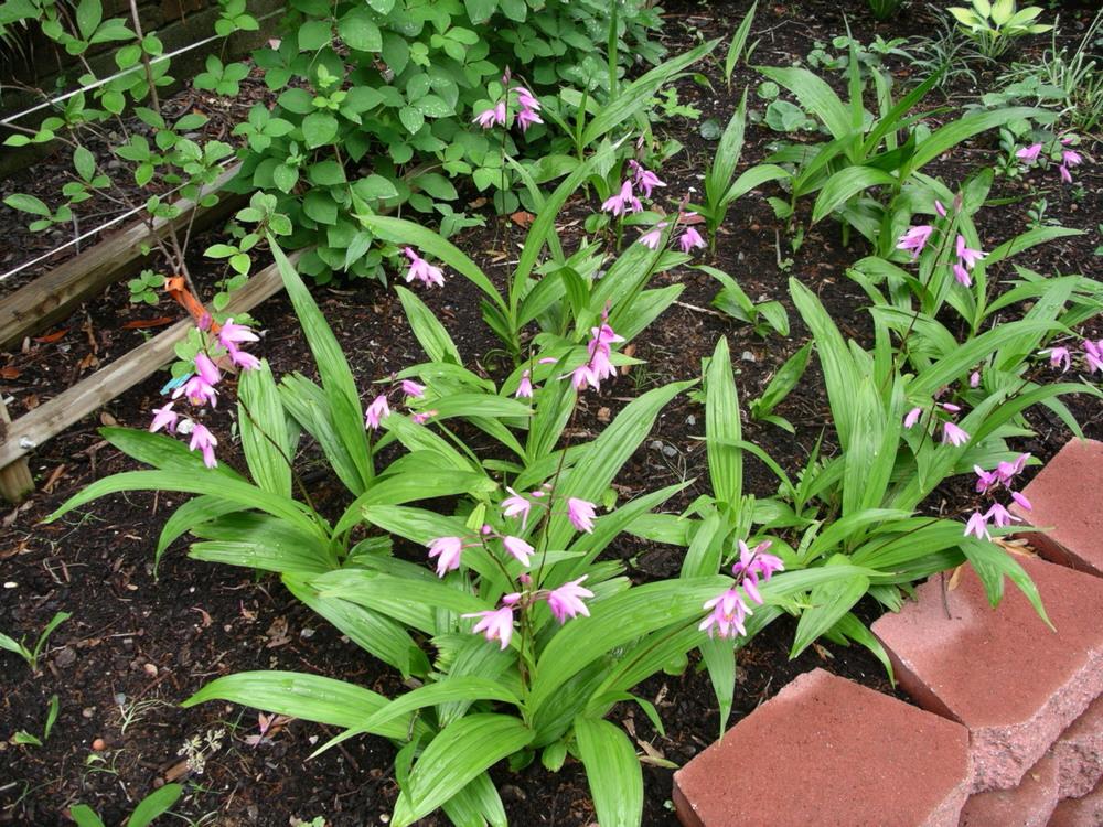 Photo of Chinese Ground Orchid (Bletilla striata) uploaded by delicatustraba