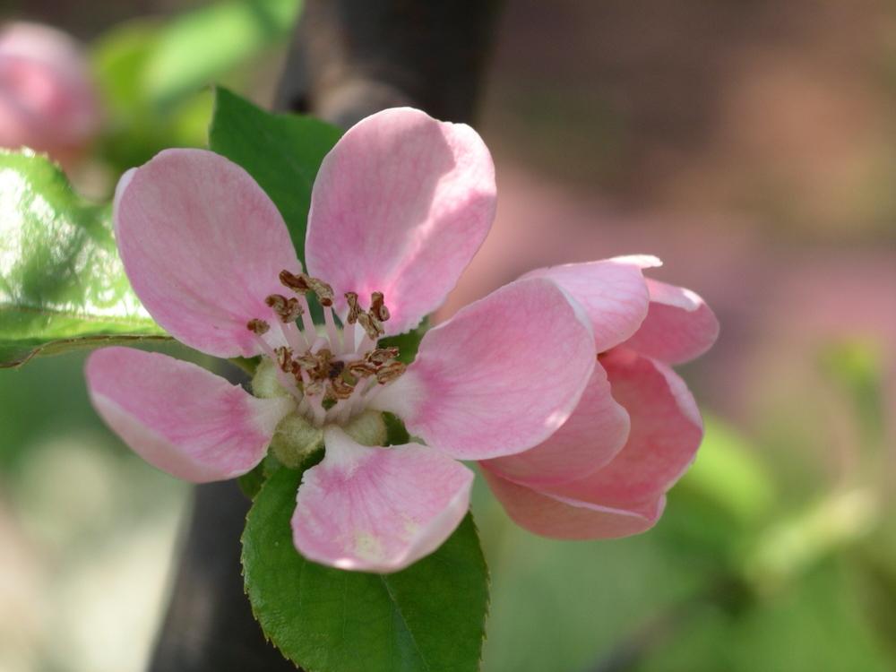 Photo of Chinese Quince (Pseudocydonia sinensis) uploaded by delicatustraba