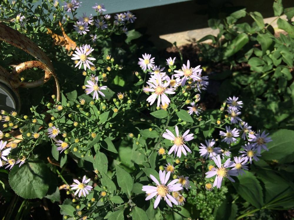 Photo of Common Blue Wood Aster (Symphyotrichum cordifolium) uploaded by nativeplantlover