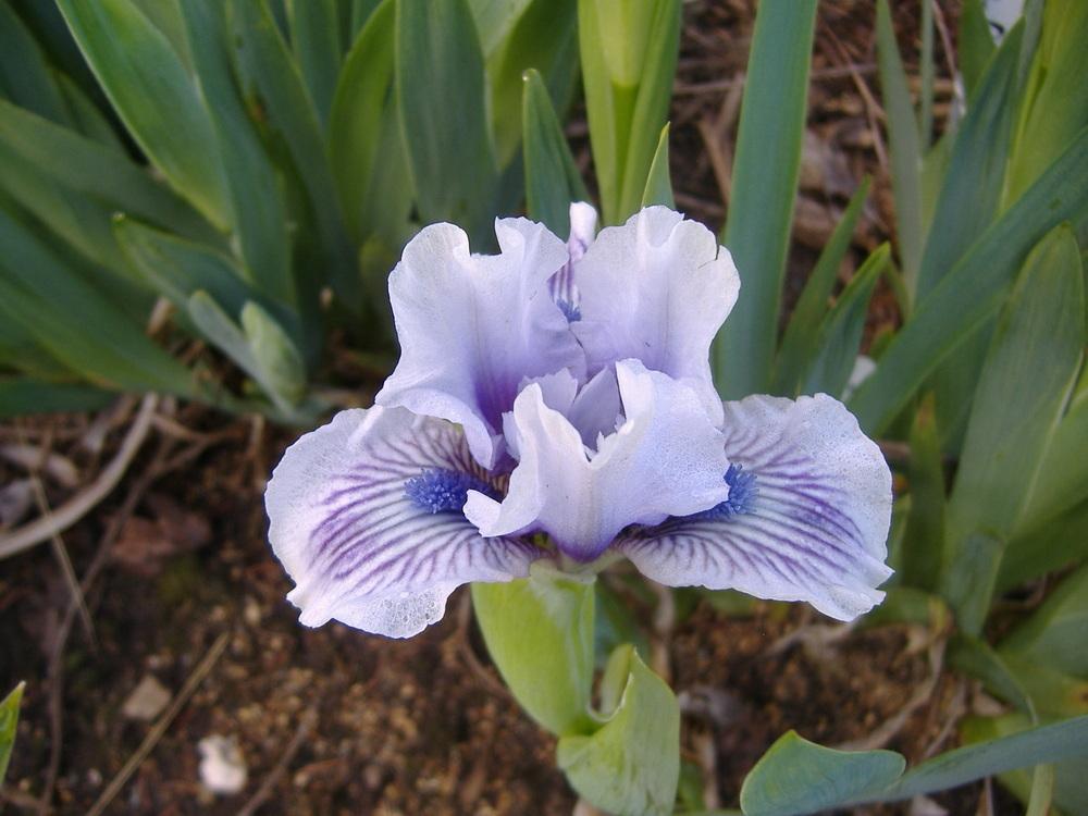 Photo of Standard Dwarf Bearded Iris (Iris 'Awake') uploaded by tveguy3