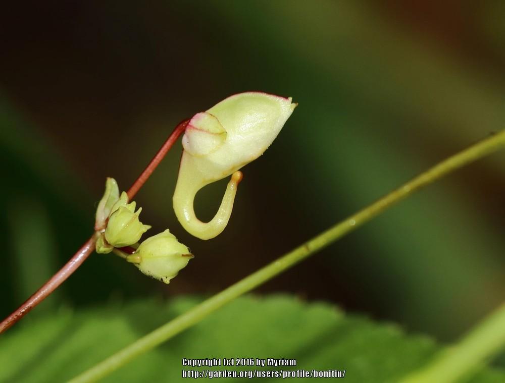 Photo of Poor Man's Orchid (Impatiens balfourii) uploaded by bonitin