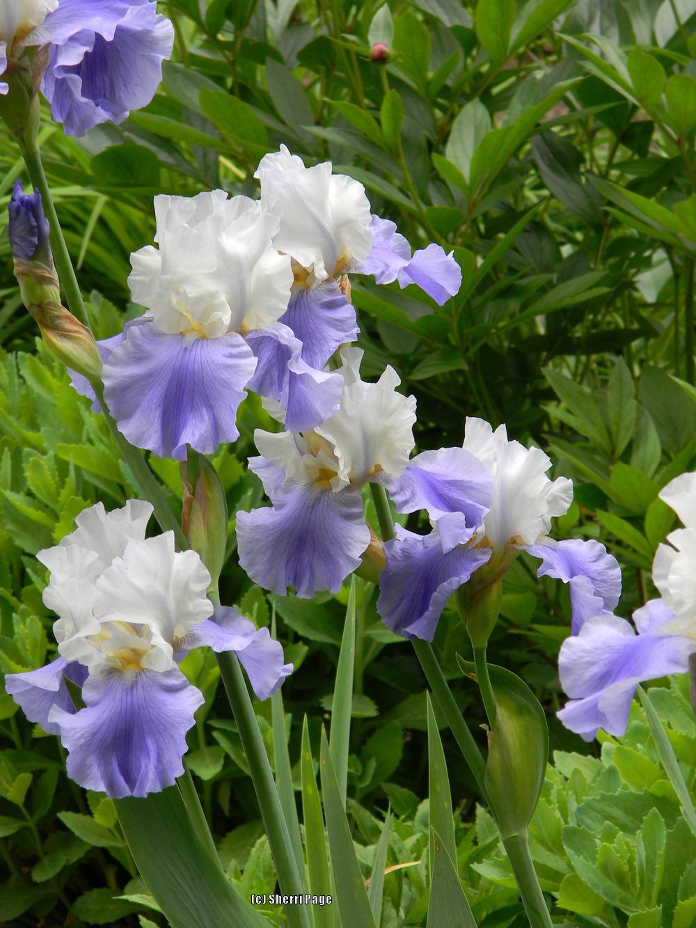 Photo of Tall Bearded Iris (Iris 'Stairway to Heaven') uploaded by sherripage5