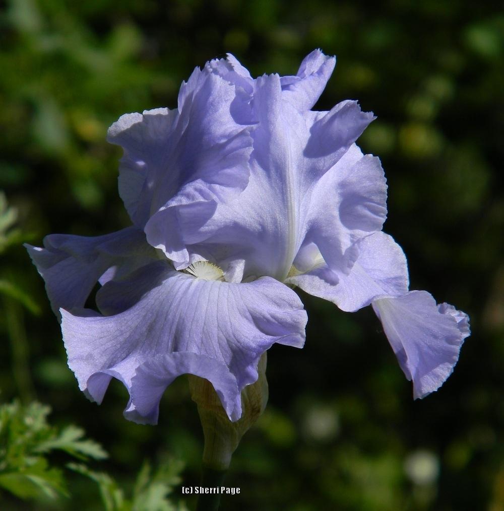 Photo of Tall Bearded Iris (Iris 'Babbling Brook') uploaded by SherriRaye