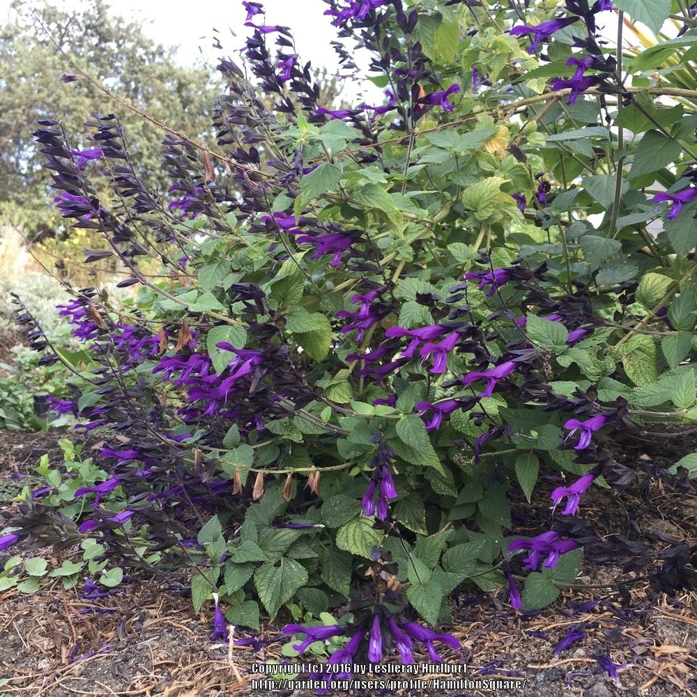 Photo of Salvia 'Amistad' uploaded by HamiltonSquare