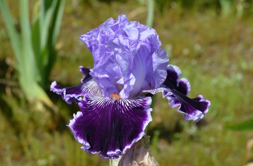 Photo of Tall Bearded Iris (Iris 'By Jeeves') uploaded by KentPfeiffer