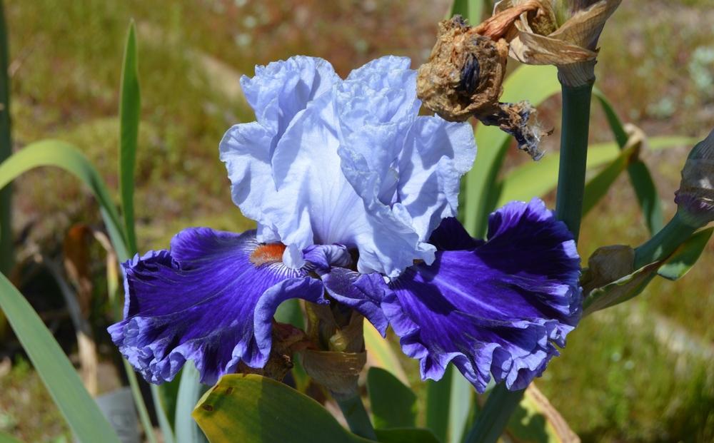 Photo of Tall Bearded Iris (Iris 'Big Spender') uploaded by KentPfeiffer
