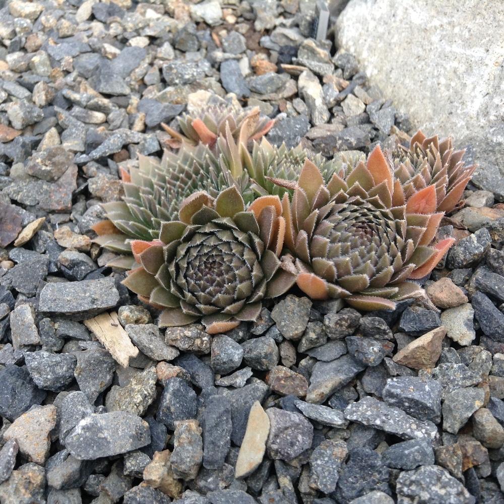 Photo of Hen and Chicks (Sempervivum 'Nouveau Pastel') uploaded by tcstoehr
