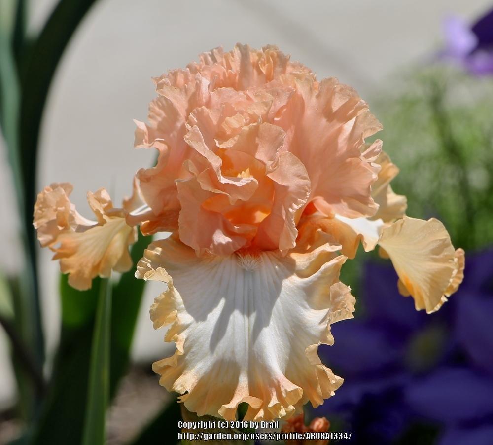 Photo of Tall Bearded Iris (Iris 'Winning Edge') uploaded by ARUBA1334