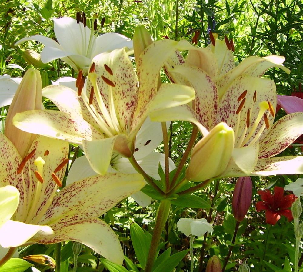 Photo of Lily (Lilium 'Suncrest') uploaded by HemNorth