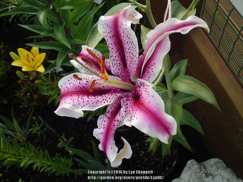 Photo of Oriental Lily (Lilium 'Dizzy') uploaded by LynDC