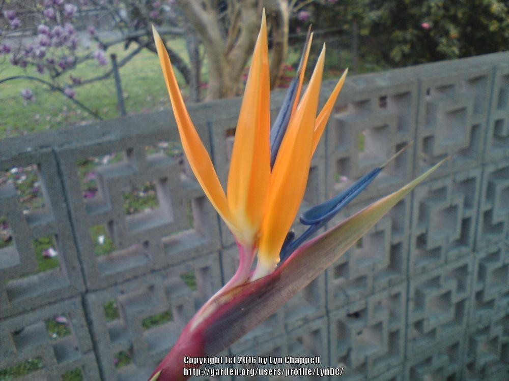 Photo of Bird of Paradise (Strelitzia reginae) uploaded by LynDC