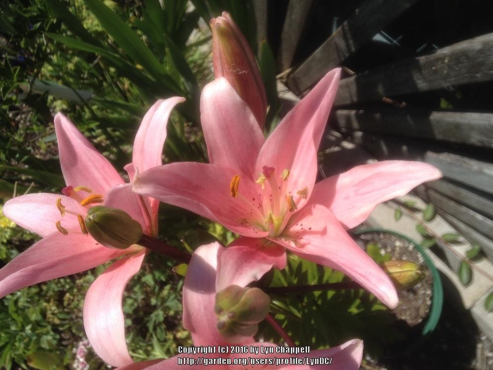 Photo of Lily (Lilium 'Elodie') uploaded by LynDC