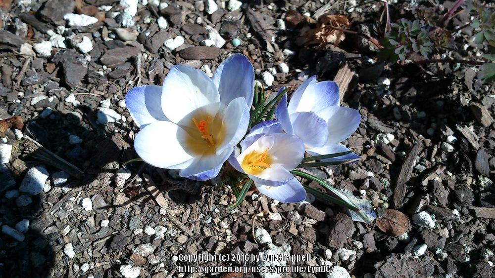 Photo of Crocus (Crocus chrysanthus 'Blue Pearl') uploaded by LynDC